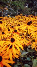 Close-up of yellow flowering plant on field