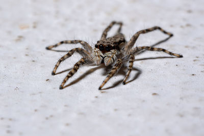 Close-up of spider