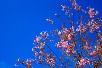 Low angle view of flowers against blue sky