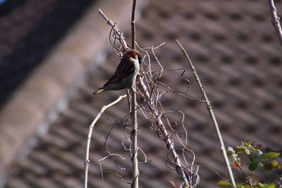 Close-up of barbed wire on fence