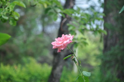 Close-up of pink flowers blooming outdoors