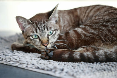 Close-up portrait of a cat resting