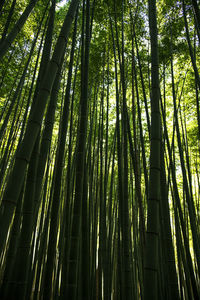 Low angle view of bamboo trees in forest