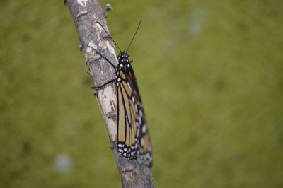Close-up of butterfly perching on leaf