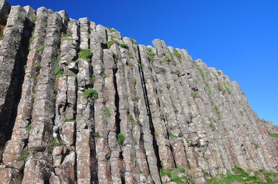 Low angle view of tree trunk against clear blue sky