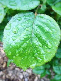 Close-up of raindrops on leaves