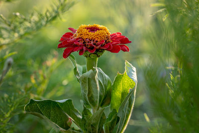 Close-up of red flowering plant