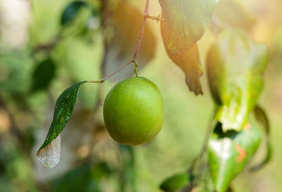 Close-up of fruits growing on plant