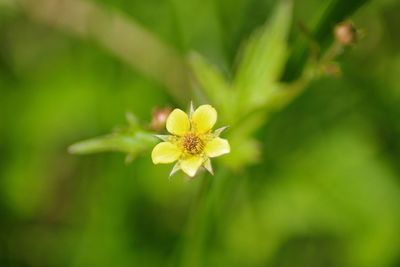 Close-up of flower blooming outdoors