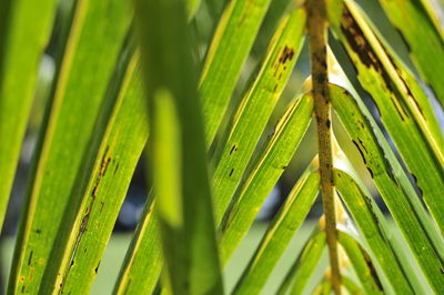 Close-up of palm tree leaves
