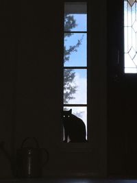 Cat looking through window