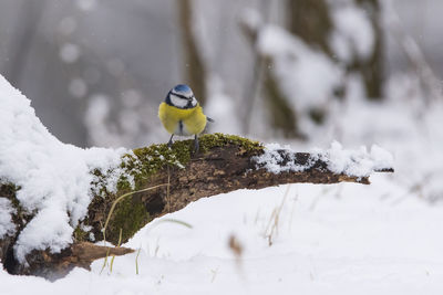 Bird perching on a snow