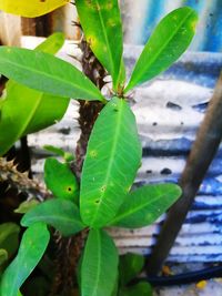 High angle view of insect on leaf