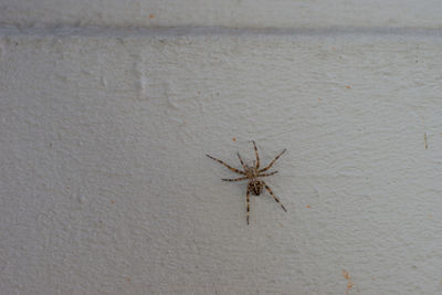 Close-up of spider on sand