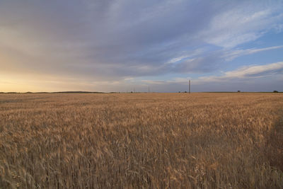 Wheat fields bathed in the sun before harvest, colors of summer