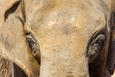 Close-up of elephant