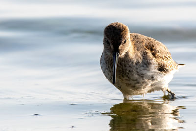 Seagull on beach