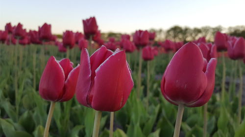 Close-up of red tulip flowers on field against sky