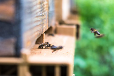 Close-up of bee flying