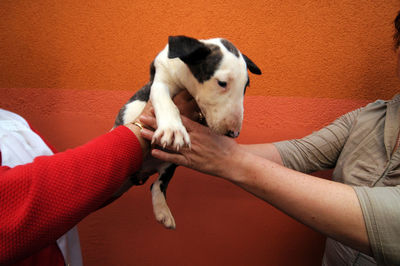 Two people holding a puppy dog, with orange wall background