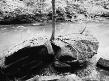 High angle view of crab on rock by lake