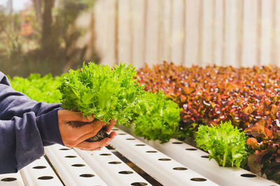 Midsection of woman holding plant