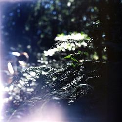 Close-up of plant against blurred background