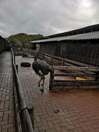 View of an animal on footpath against sky