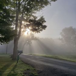 Sunlight streaming through trees against sky