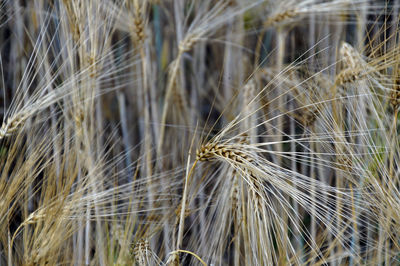 Close-up of wheat plants on field