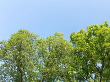 Low angle view of trees against clear blue sky