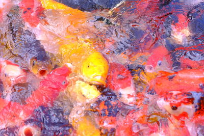 Full frame shot of koi carps swimming in pond