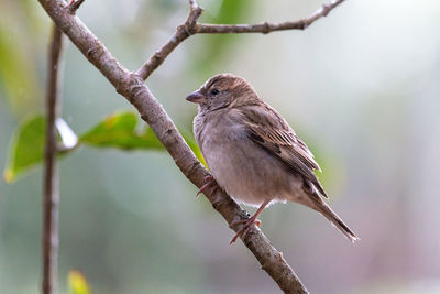 Close-up of bird perching on tree