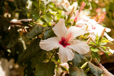 Close-up of flowers