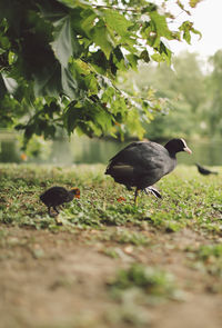 Side view of bird on leaf