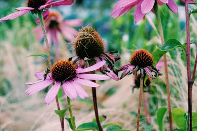 Close-up of honey bee on purple coneflower blooming outdoors