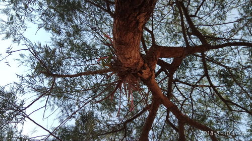 Low angle view of bare tree against sky