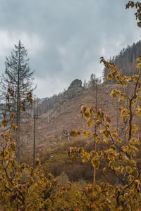 Plants growing on land against sky during autumn