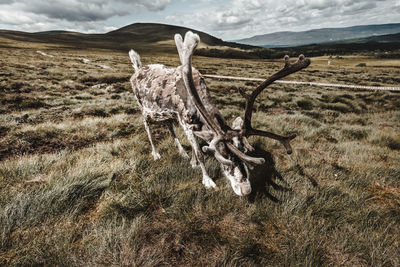 View of animal skull on field