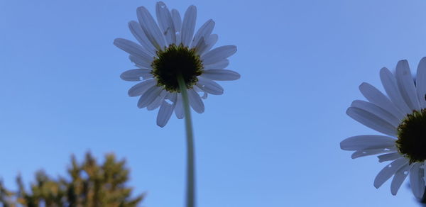 Low angle view of flowering plant against clear blue sky