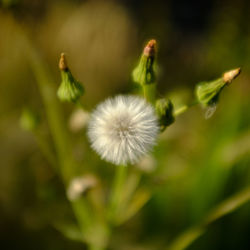 Close-up of white dandelion flower