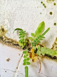 Close-up of caterpillar on plant