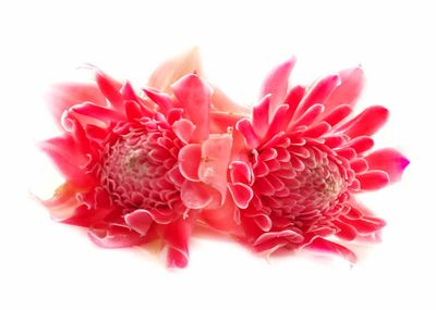 Close-up of pink rose against white background