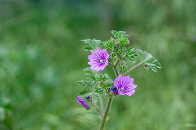 Close-up of purple flowering plant