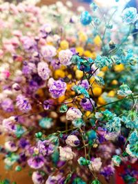 Close-up of flowers