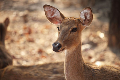 Close-up portrait of deer