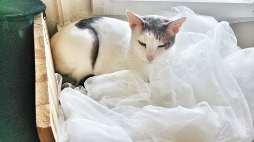 Cat relaxing on bed