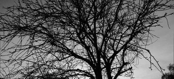 Low angle view of silhouette bare tree against sky