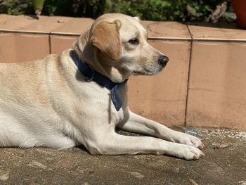 Dog sitting on footpath