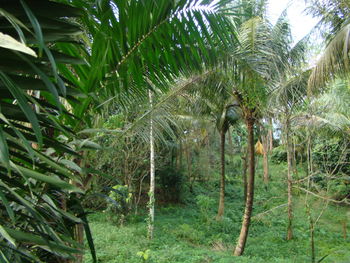 Palm trees in forest